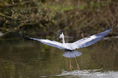 Heron attacking a baby duckling
