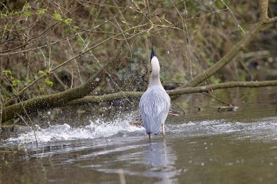 Heron attacking a baby duckling