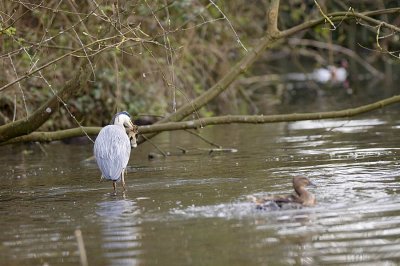 Heron attacking a baby duckling