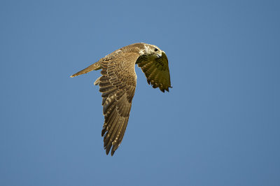 Hybrid Falcon