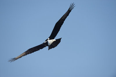 Verraux Black Eagle