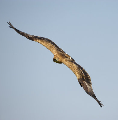 Tawny Eagle