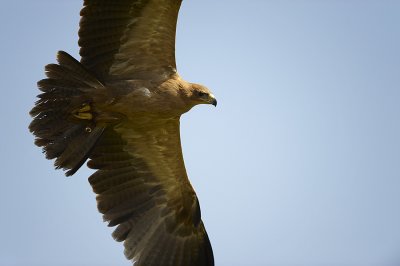 Tawny Eagle