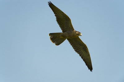 Lanner Falcon