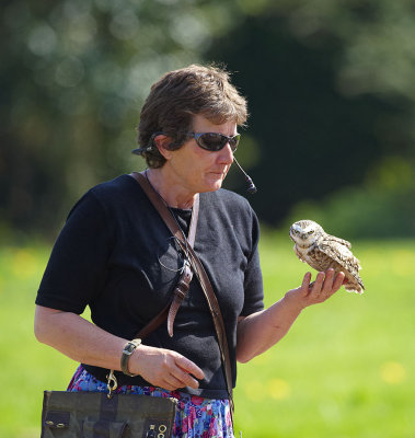 Burrowing Owl