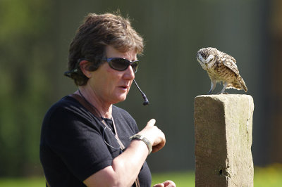 Burrowing Owl