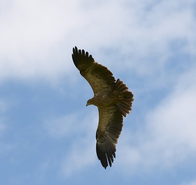 Indian Tawny Eagle Flying 281