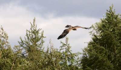 Indian Tawny Eagle Flying 282