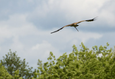 Indian Tawny Eagle Flying 284