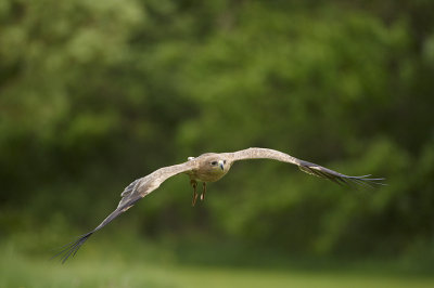 Indian Tawny Eagle Flying 287