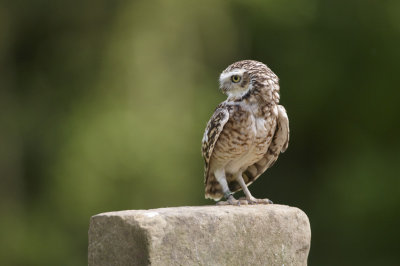 Burrowing Owl Perched on post 288