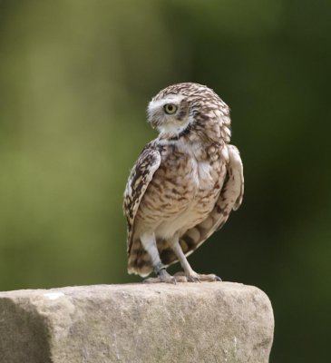 Burrowing Owl Perched on post 289
