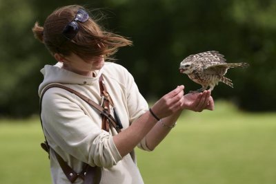 Burrowing Owl Perched handlers hand feeding 290