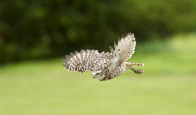 Burrowing Owl flying 295