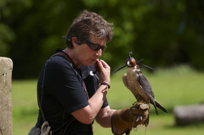 Lanner Falcon on Handlers (Jemima) hand 296