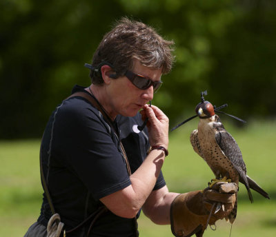 Lanner Falcon on Handlers (Jemima) hand 297