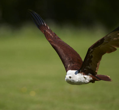 Brahminy Kite flying low 302