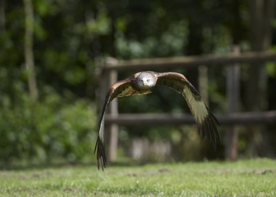 Red Kite flying low 307