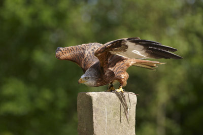 Red Kite taking off from perch 320