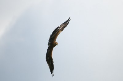 Indian Tawny Eagle flying 328