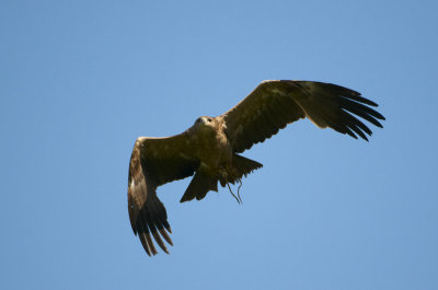 Indian Tawny Eagle flying 329