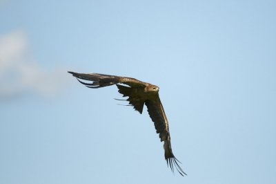 Indian Tawny Eagle flying 330