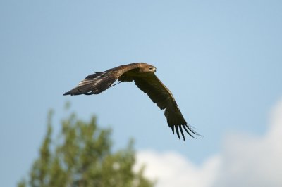 Indian Tawny Eagle flying 331