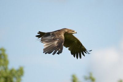 Indian Tawny Eagle flying 333