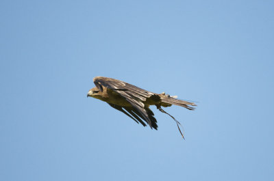 Indian Tawny Eagle flying 334