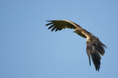 Indian Tawny Eagle flying 335