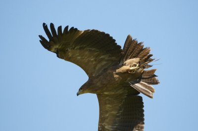 Indian Tawny Eagle flying 338