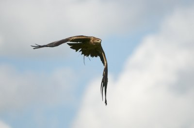 Indian Tawny Eagle flying 340