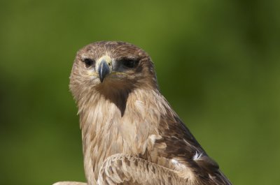 Indian Tawny Eagle profile head 342