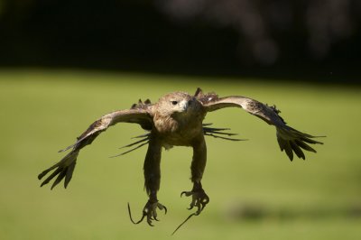 Indian Tawny Eagle flying landing swooping 344