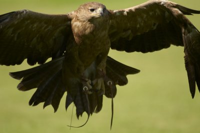 Indian Tawny Eagle flying landing swooping 345