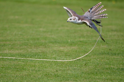 Saker Falcon swooping for lure 357