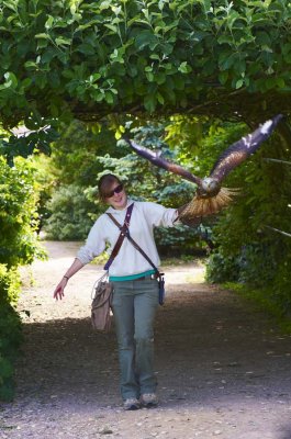 Handler Holly releasing Red Kite from gloved hand in archway 359