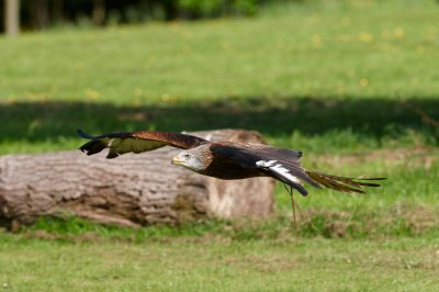 Red Kite flying 362