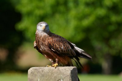 Red Kite perched on post 365
