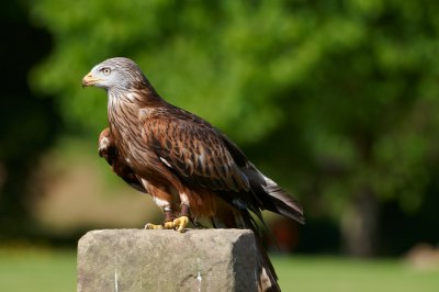 Red Kite perched on post 366