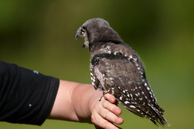 Baby Hawk owl on handlers hand 370