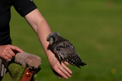Baby Hawk owl on handlers hand 371