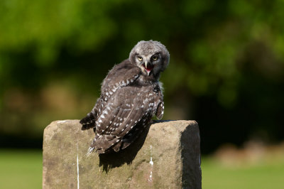 Baby Hawk owl on post 372