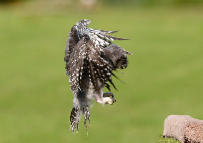 Baby Hawk owl flying 373