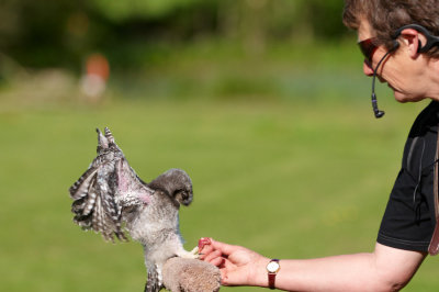 Baby Hawk owl landing on handlers hand 374