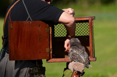 Enticing Baby Hawk owl into travel cage 375