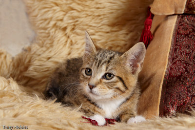 Rescued kitten awaiting re-homing 379