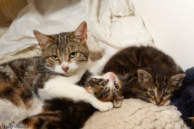 Mum cat protectively putting paw over kitten 385