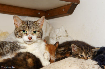 Mum cat with her kittens 386