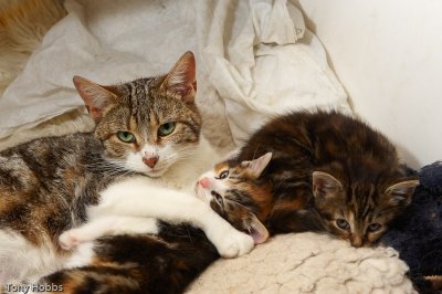 Mum cat protectively putting paw over kitten 387